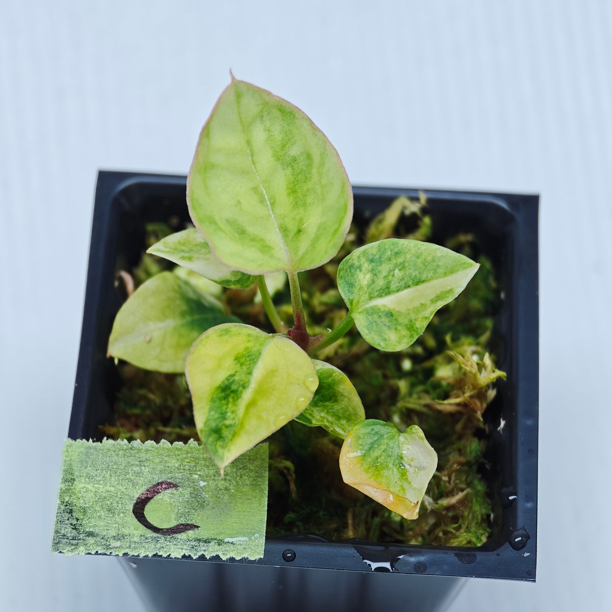 Anthurium papillilaminum x magnificum variegated