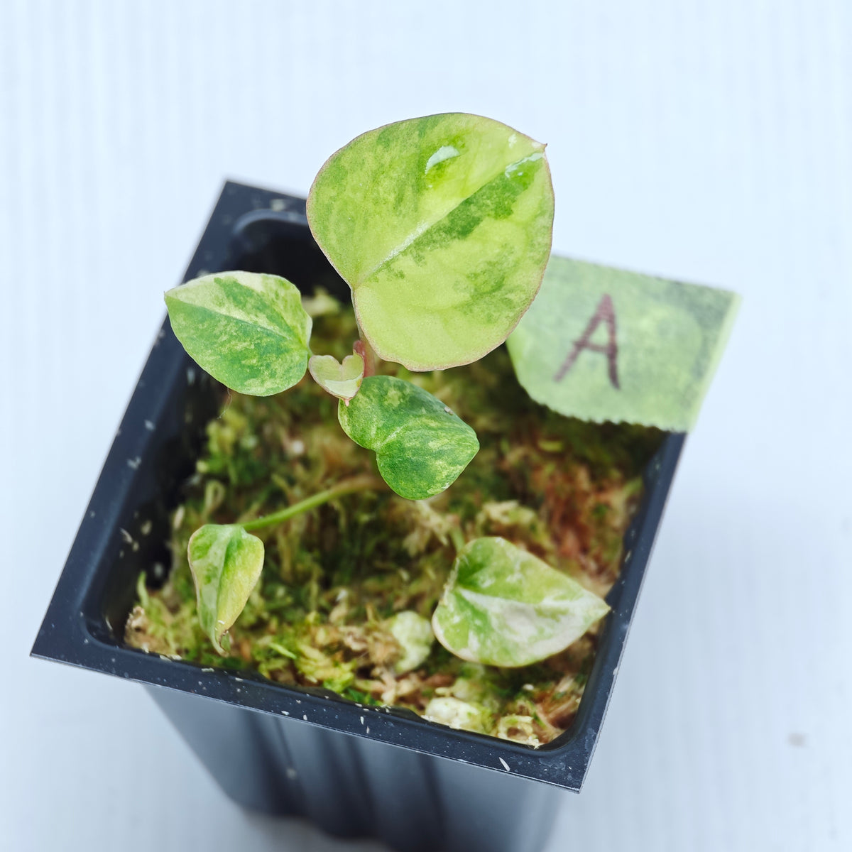 Anthurium papillilaminum x magnificum variegated