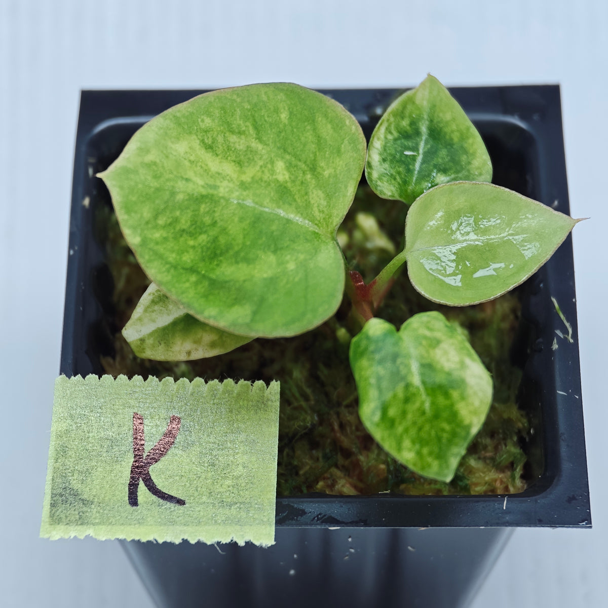 Anthurium papillilaminum x magnificum variegated
