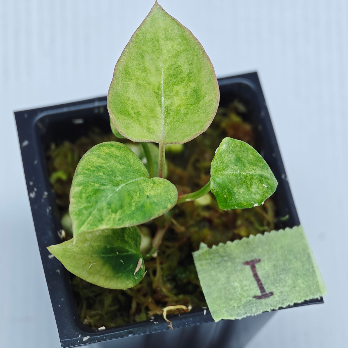 Anthurium papillilaminum x magnificum variegated