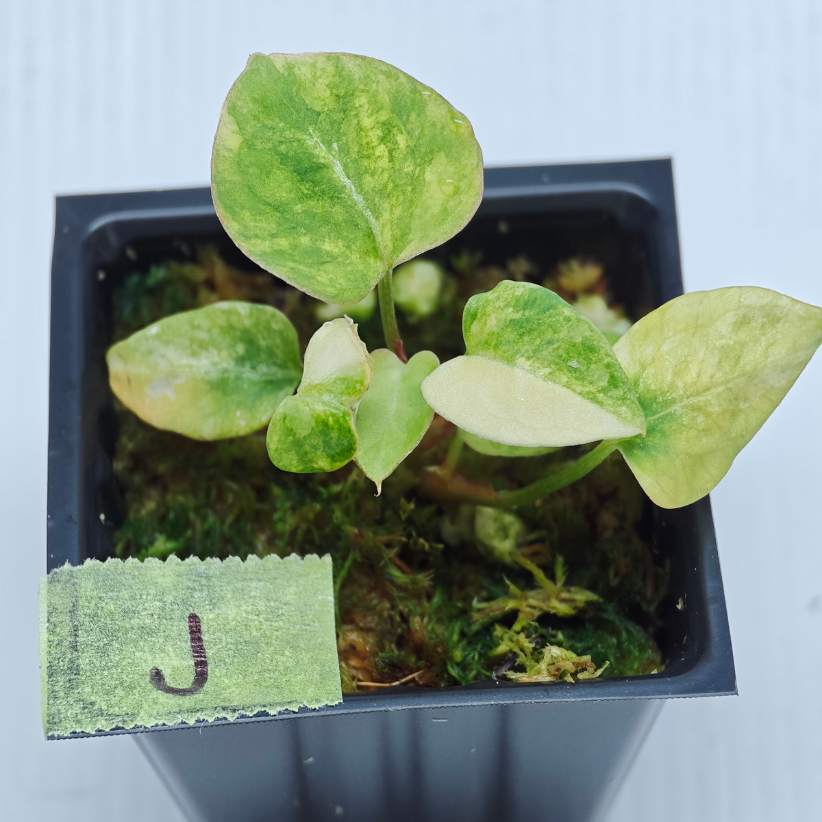 Anthurium papillilaminum x magnificum variegated
