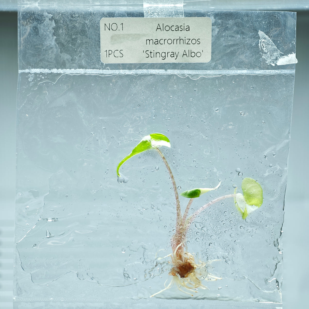 Alocasia Stingray Albo Variegated