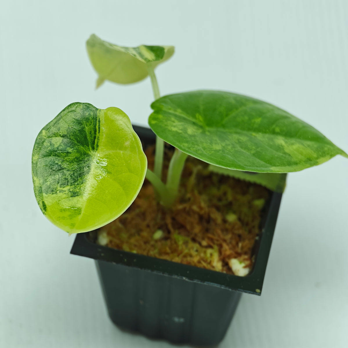 Alocasia chaii Aurea Variegated