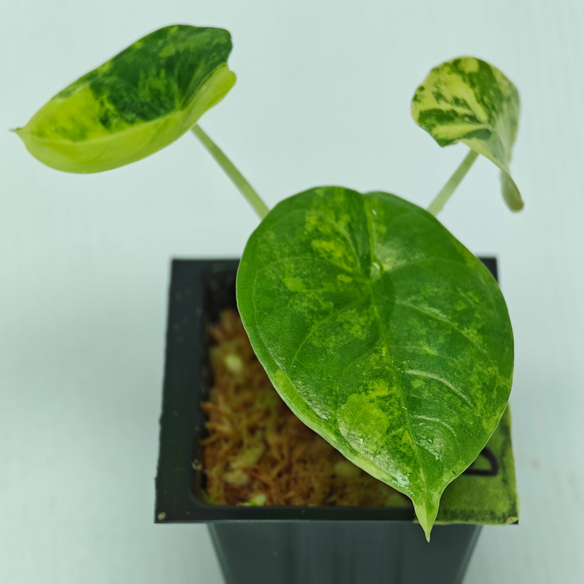 Alocasia chaii Aurea Variegated