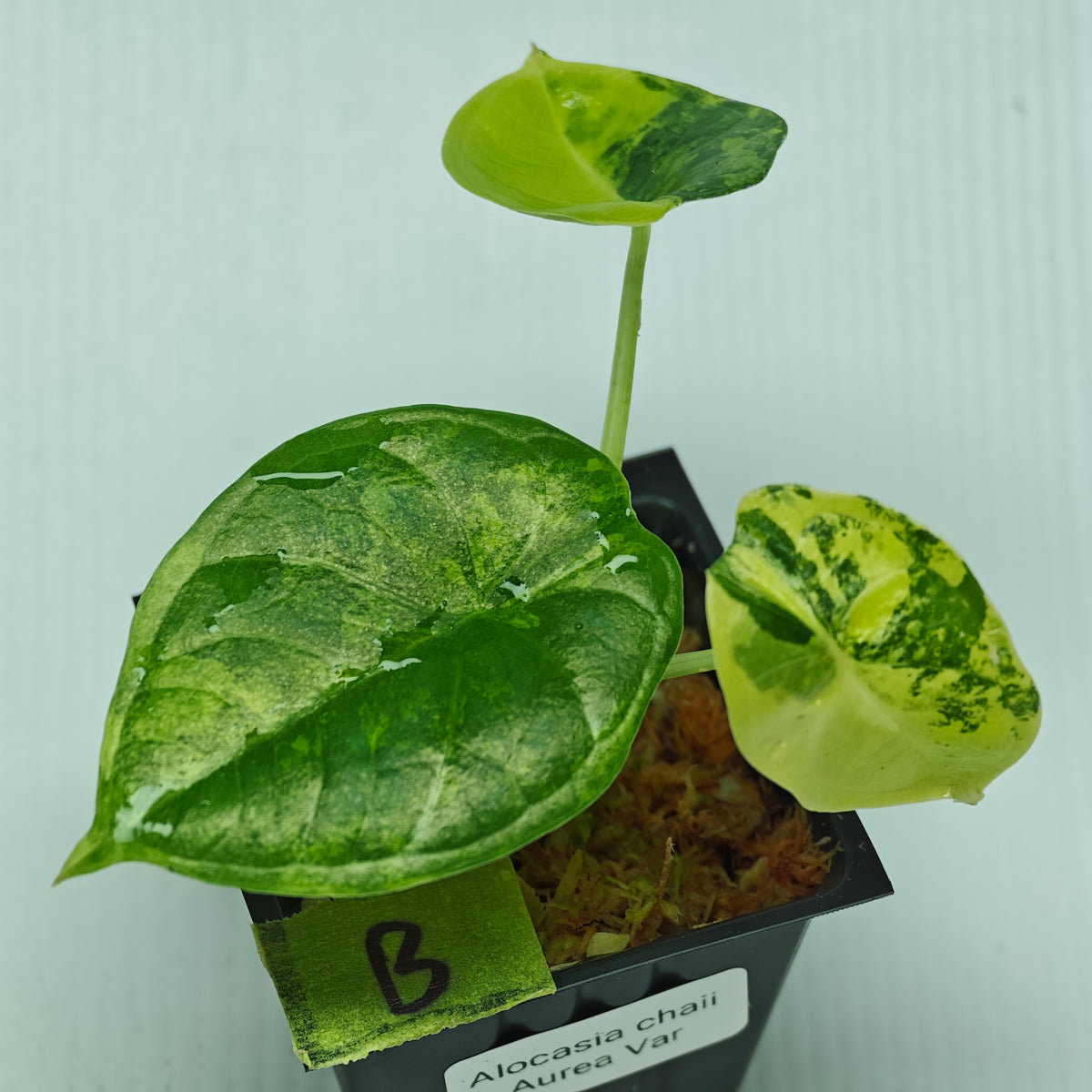 Alocasia chaii Aurea Variegated