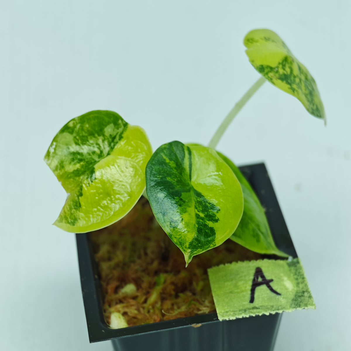 Alocasia chaii Aurea Variegated