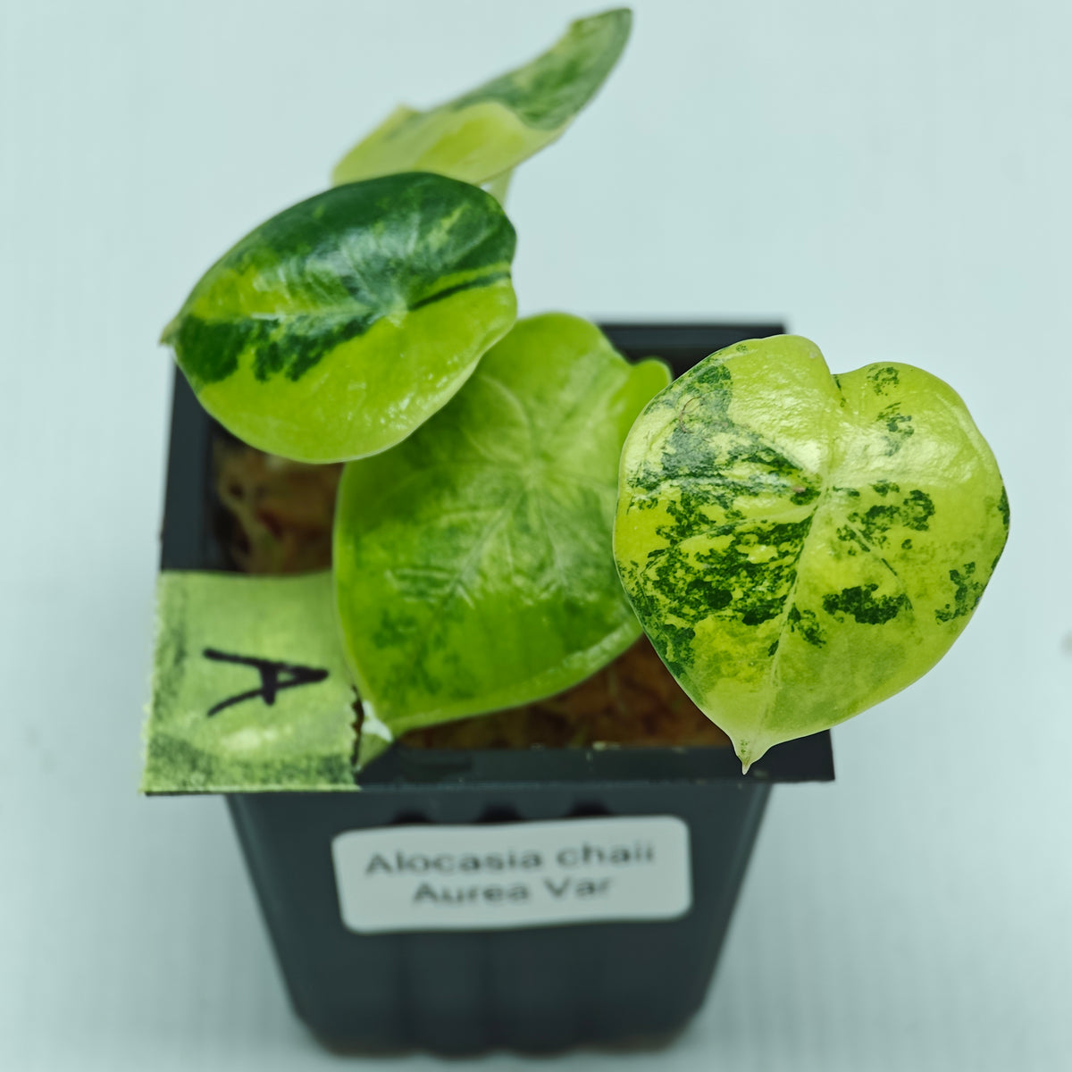 Alocasia chaii Aurea Variegated