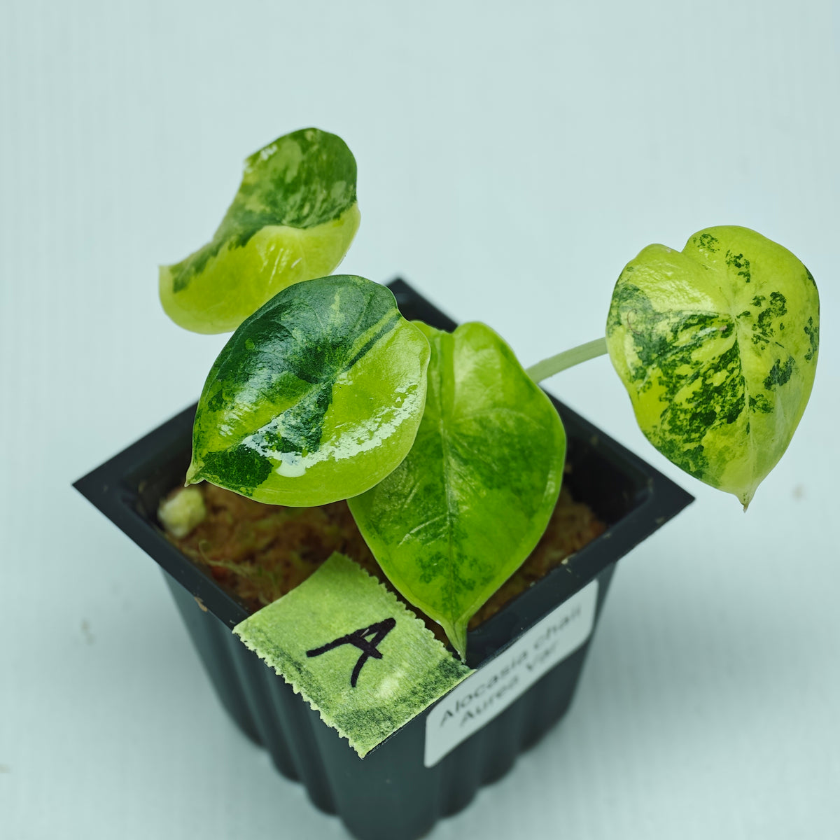 Alocasia chaii Aurea Variegated