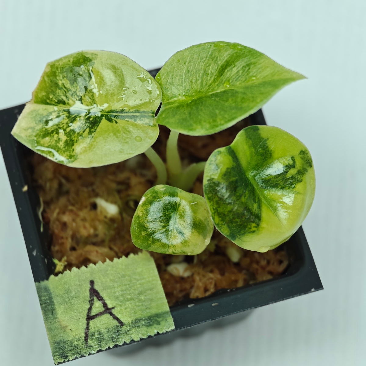 Alocasia infernalis Aurea Variegated
