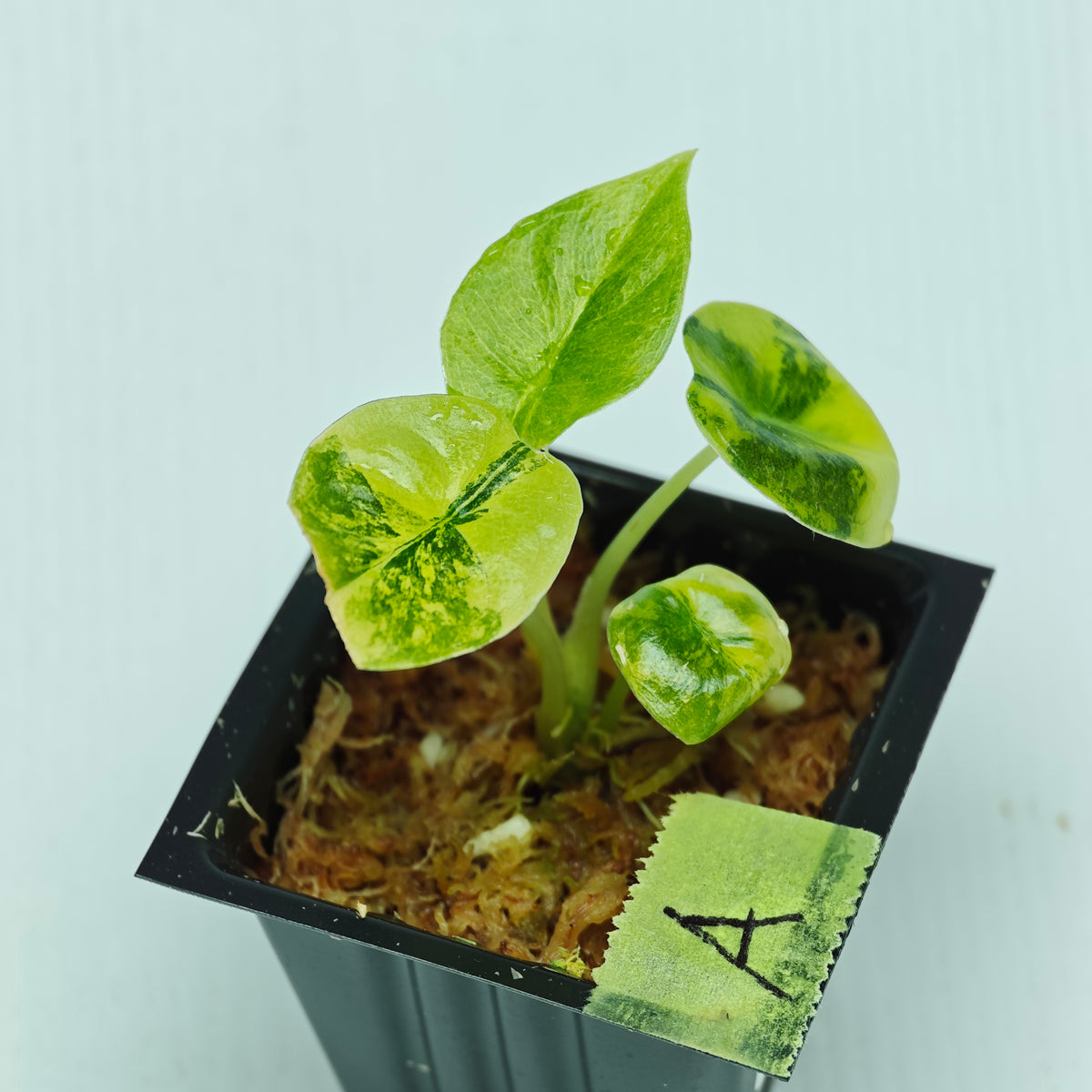 Alocasia infernalis Aurea Variegated