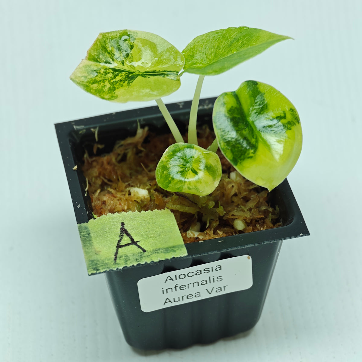 Alocasia infernalis Aurea Variegated
