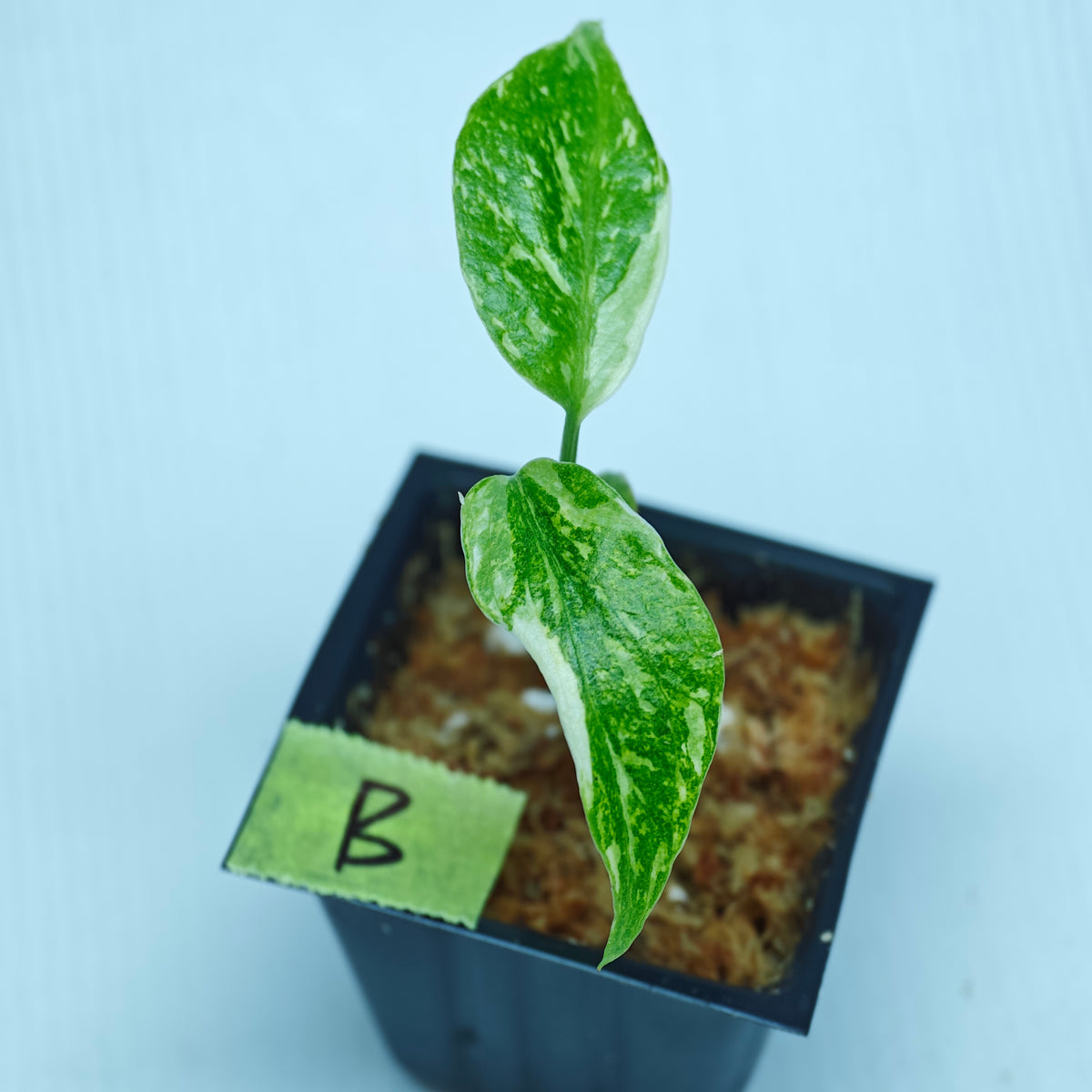 Monstera Electrolyte