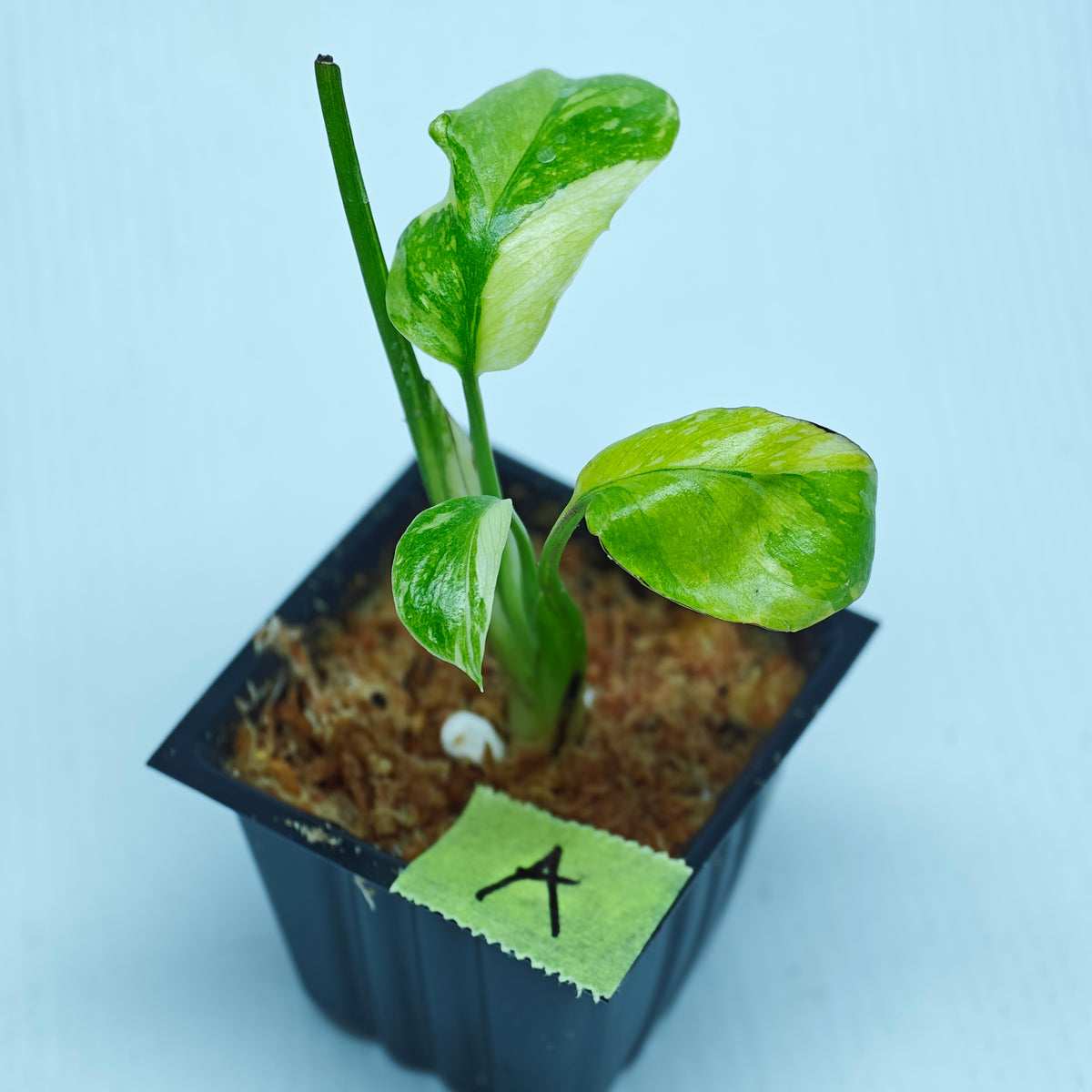 Monstera Electrolyte