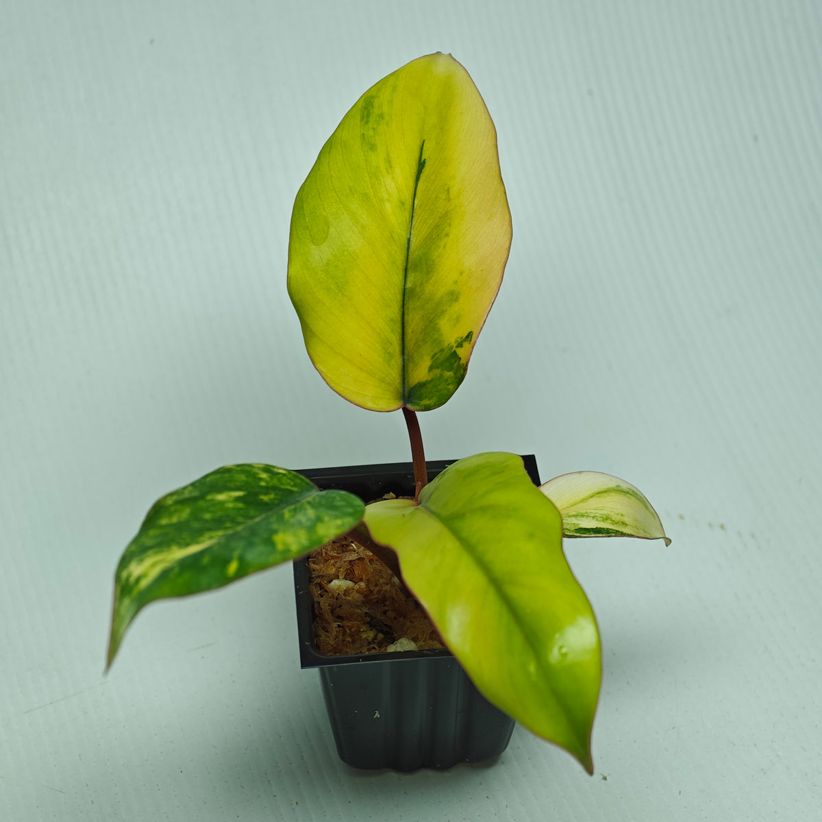 Philodendron mayoi Aurea Variegated