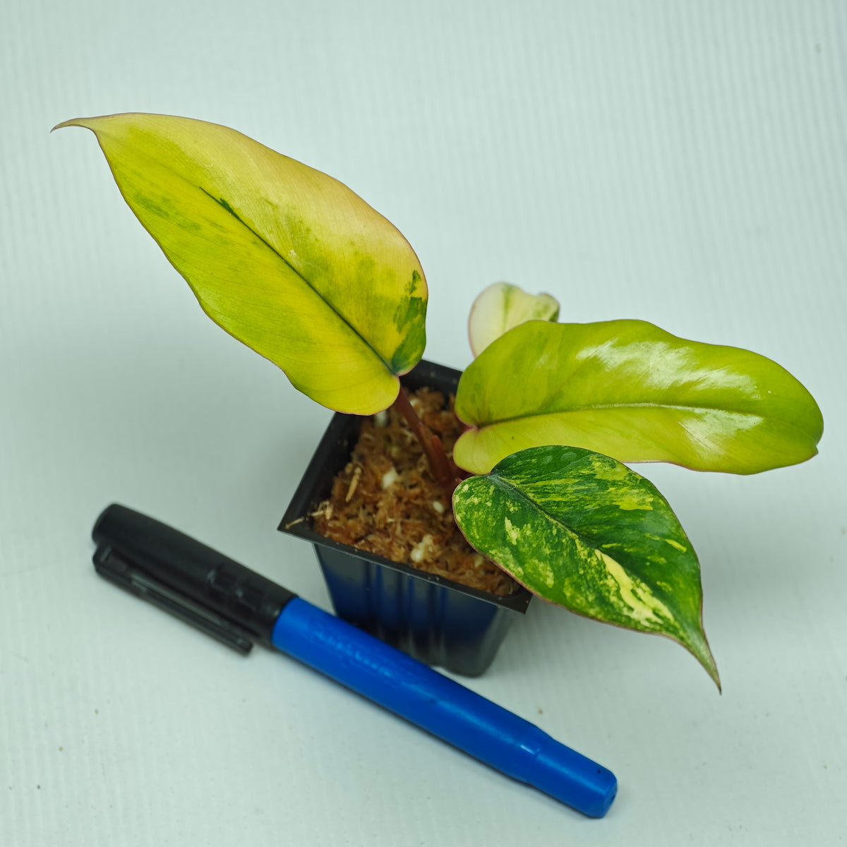 Philodendron mayoi Aurea Variegated