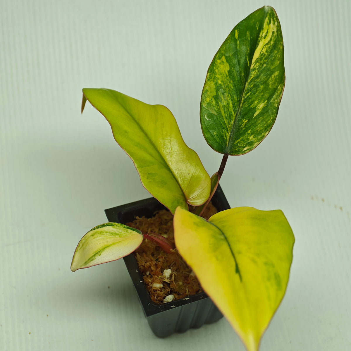 Philodendron mayoi Aurea Variegated
