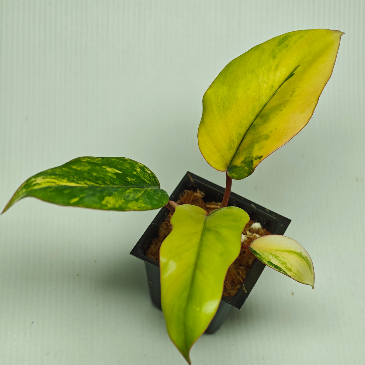 Philodendron mayoi Aurea Variegated
