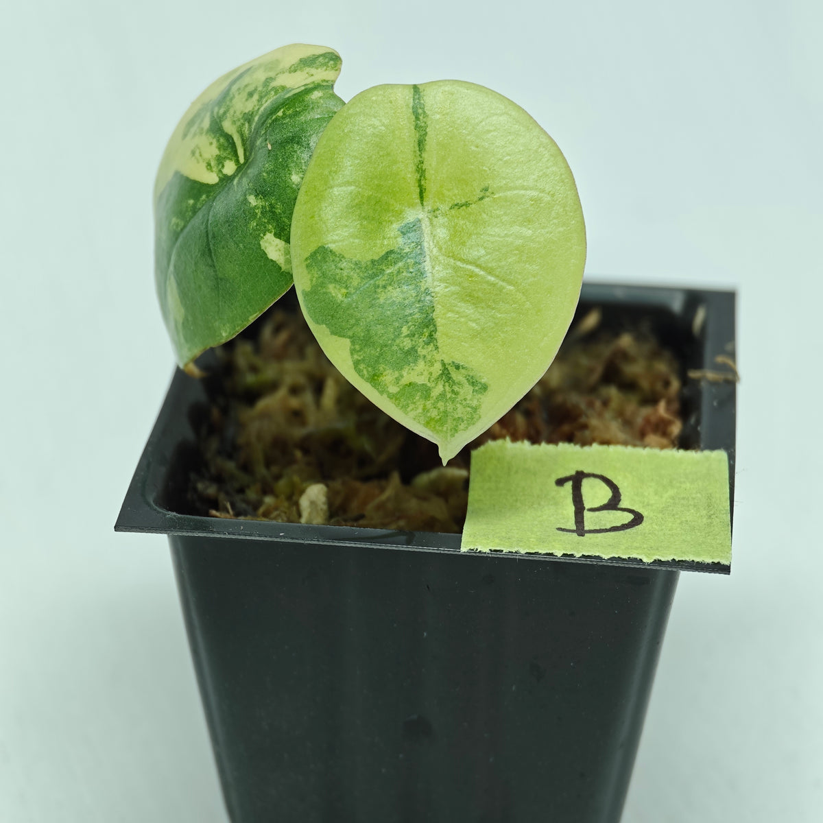 Alocasia Nebula Aurea Variegated