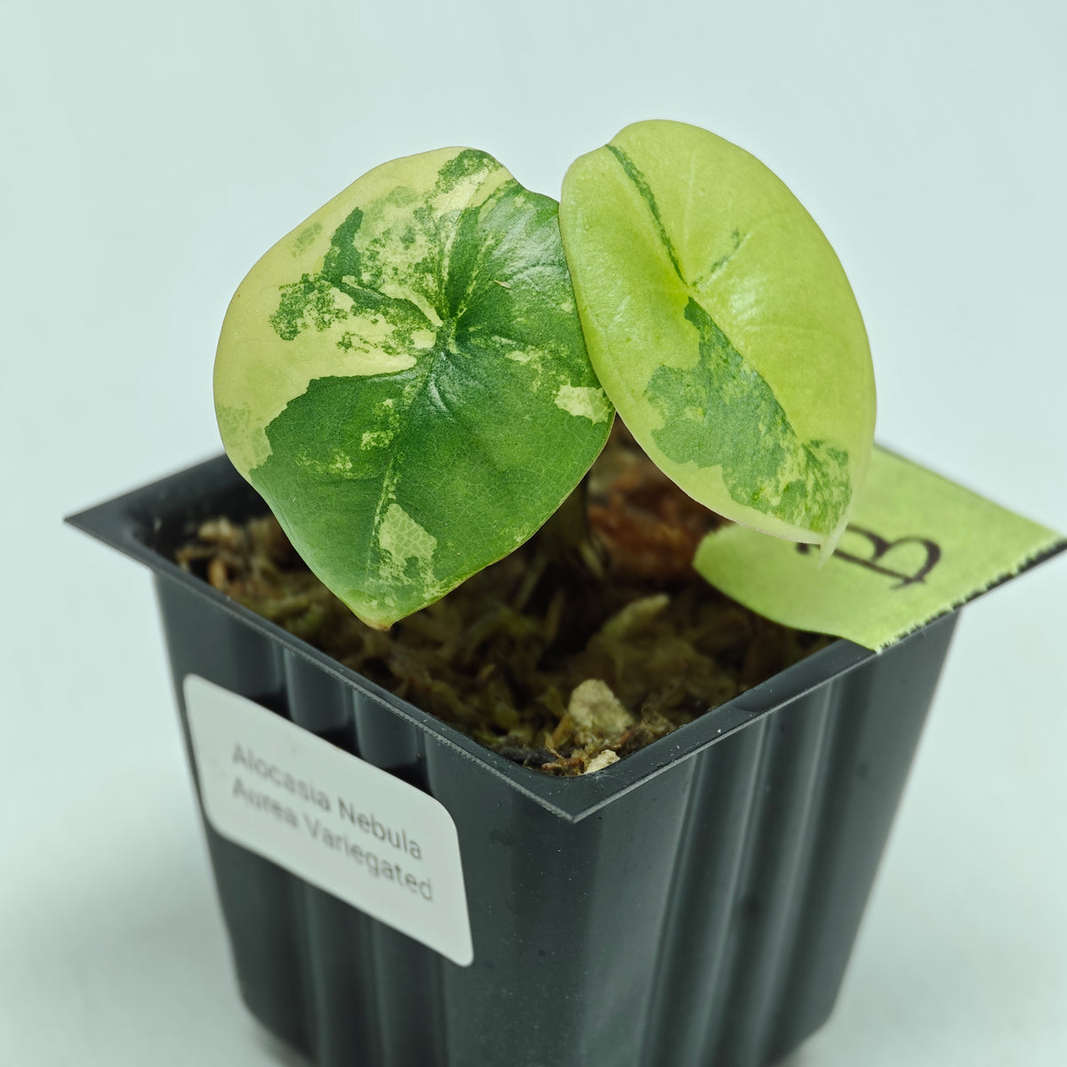 Alocasia Nebula Aurea Variegated