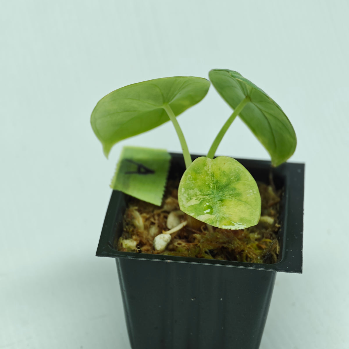 Alocasia Nebula Aurea Variegated