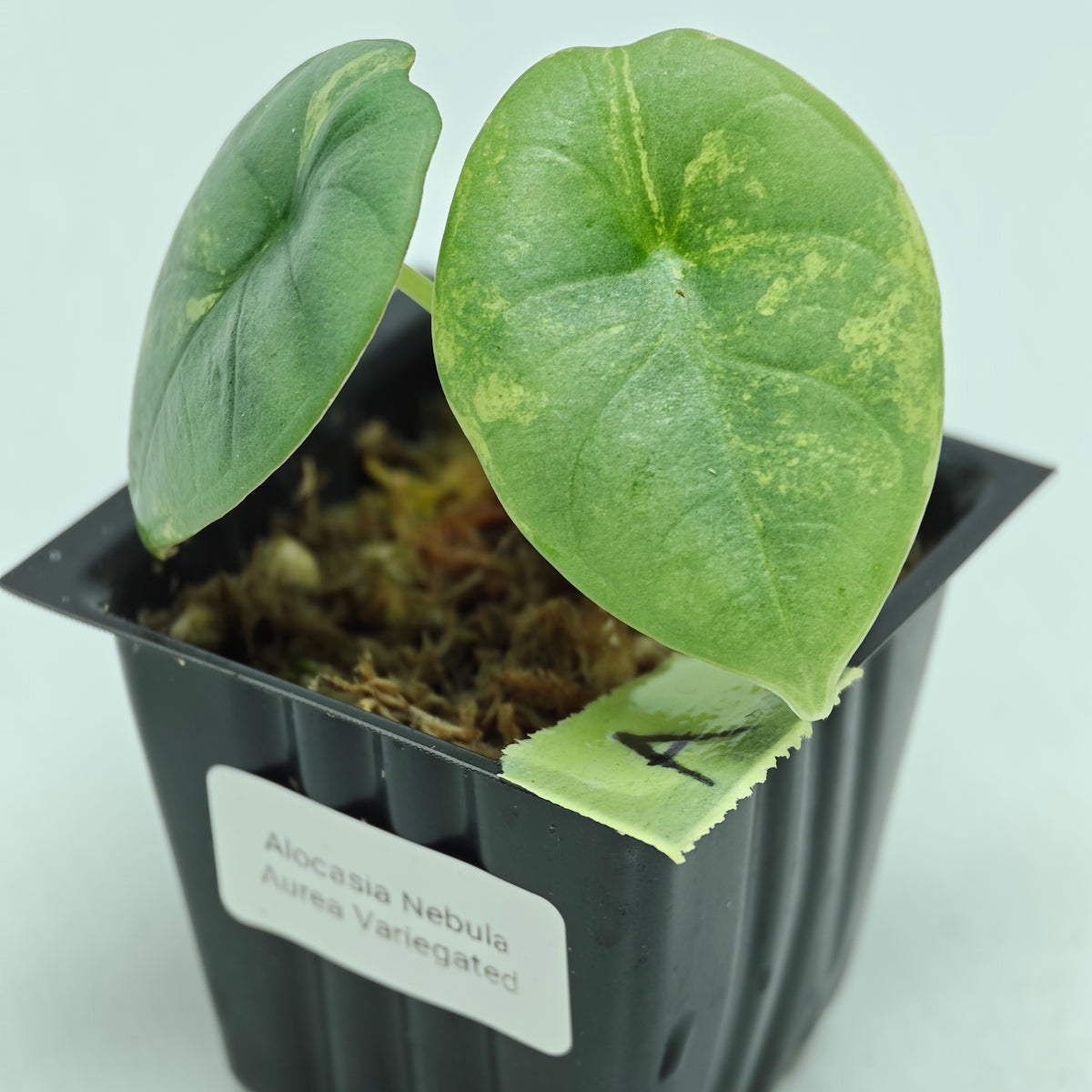 Alocasia Nebula Aurea Variegated
