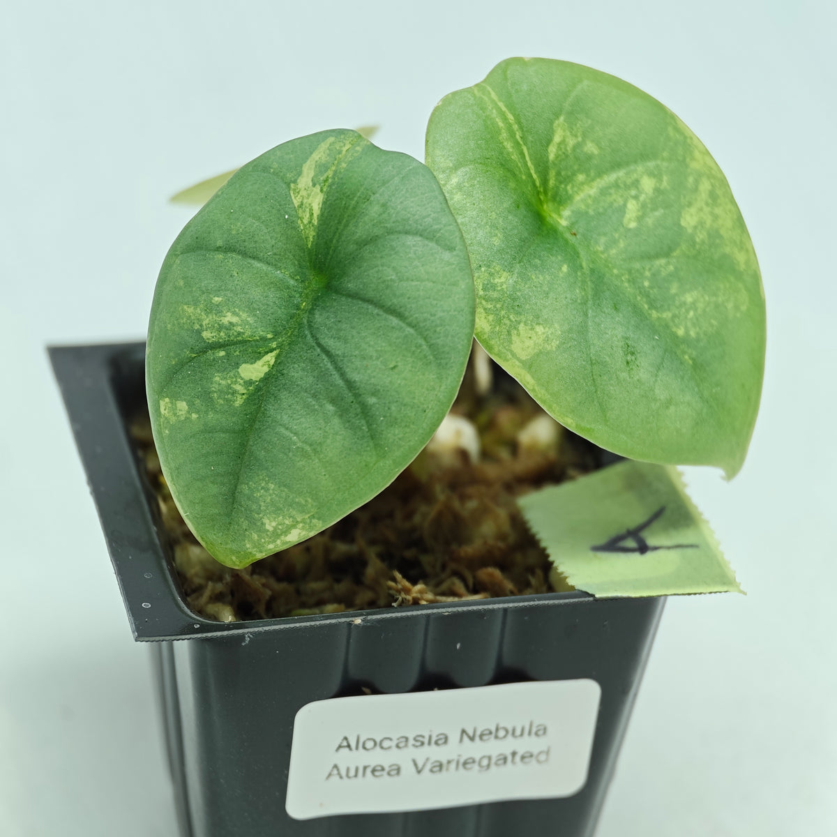Alocasia Nebula Aurea Variegated