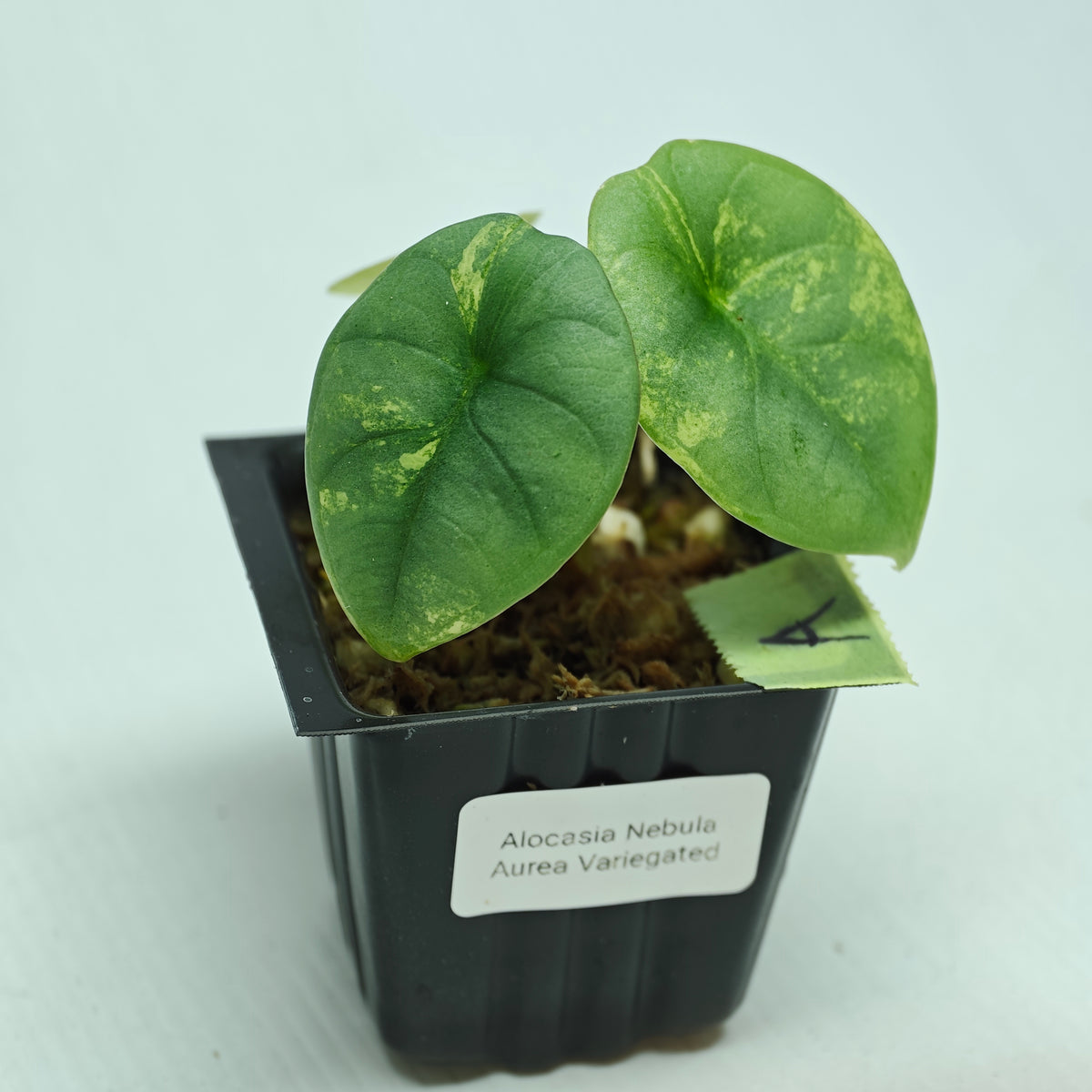 Alocasia Nebula Aurea Variegated