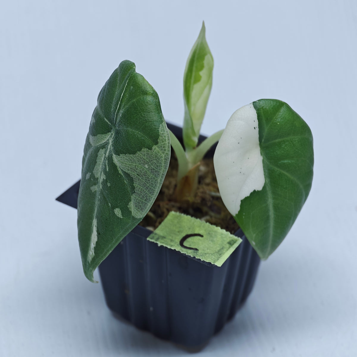 Alocasia Maharani Albo Variegated