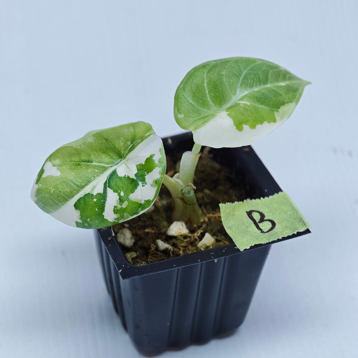 Alocasia Maharani Albo Variegated