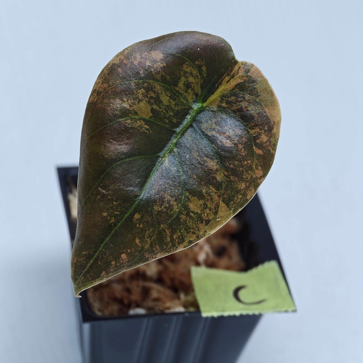 Alocasia cuprea Golden Latte Variegated