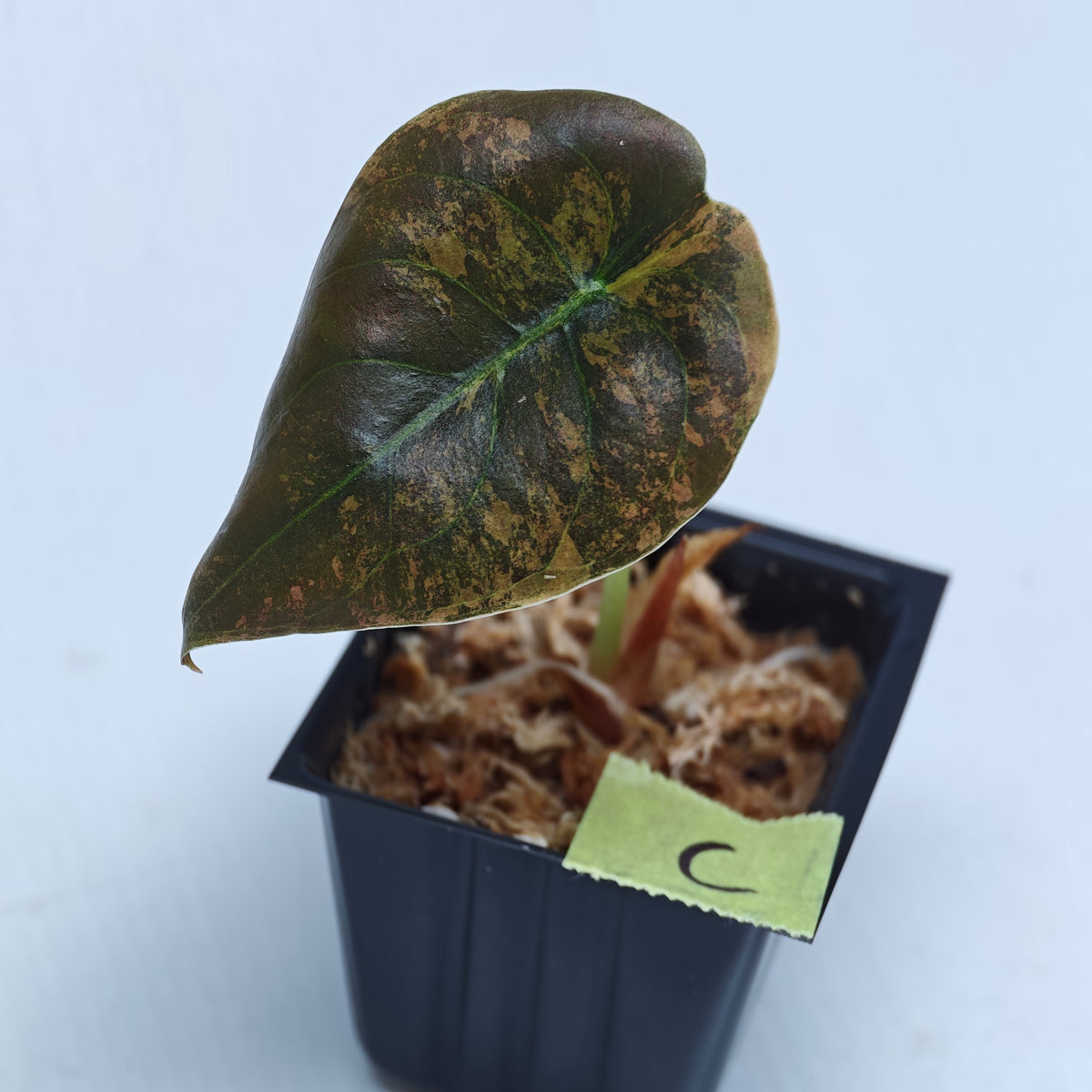Alocasia cuprea Golden Latte Variegated