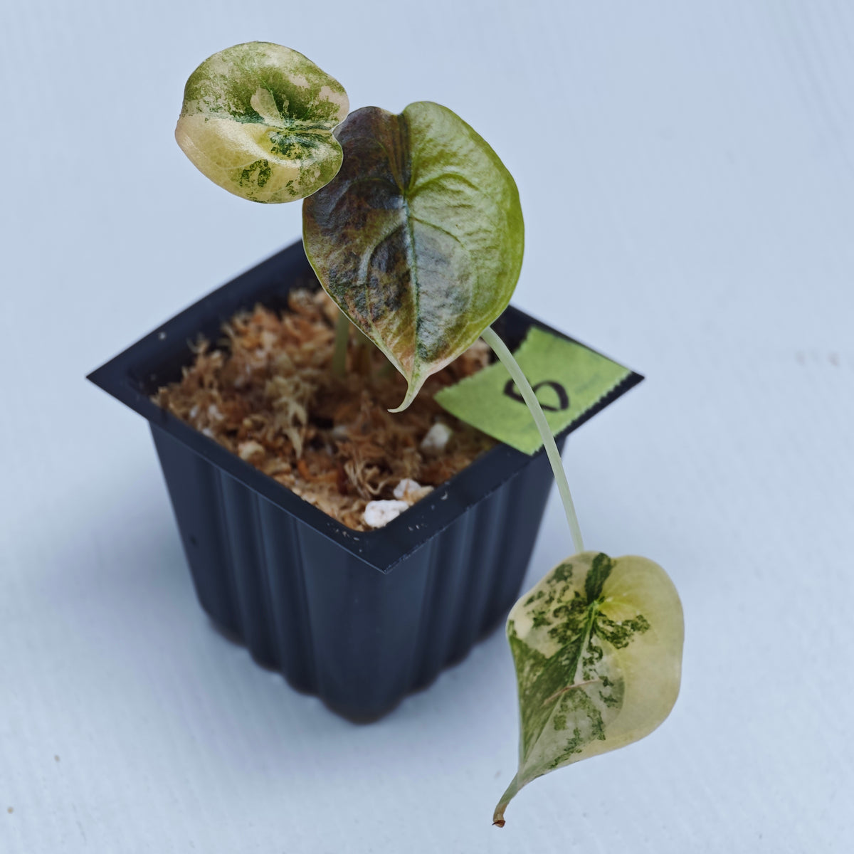 Alocasia cuprea Golden Latte Variegated
