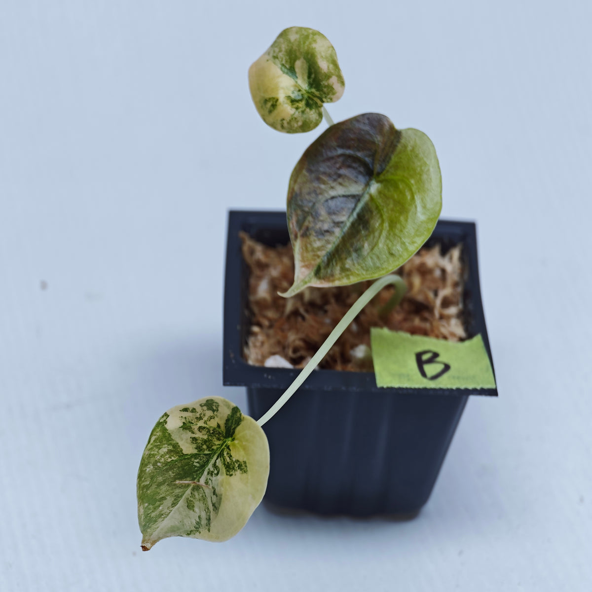 Alocasia cuprea Golden Latte Variegated