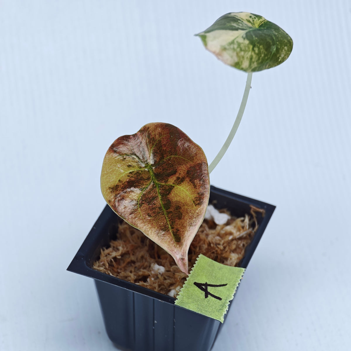 Alocasia cuprea Golden Latte Variegated
