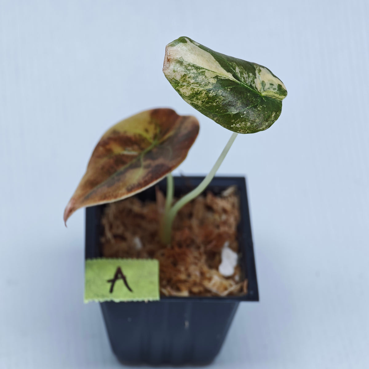 Alocasia cuprea Golden Latte Variegated