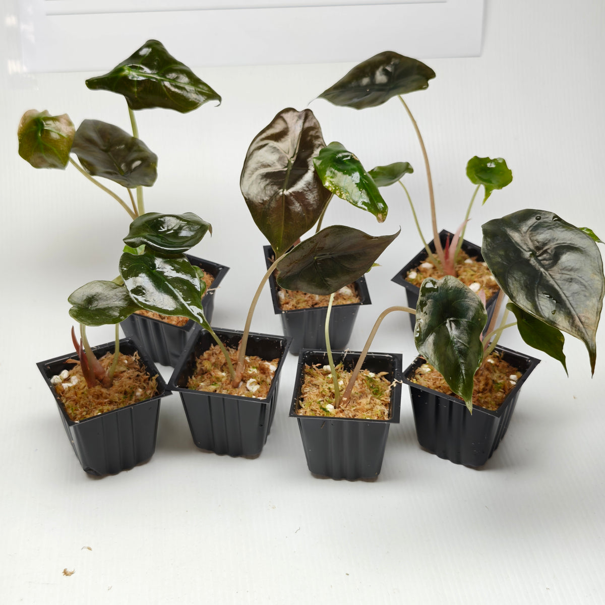 Alocasia Chantrieri REVERTED