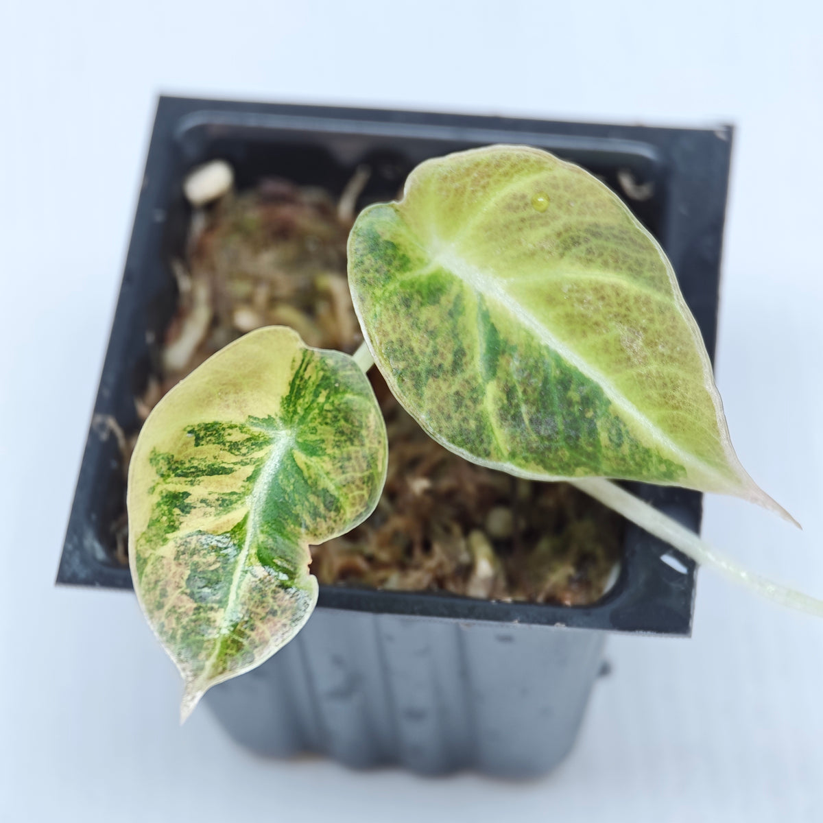 Alocasia Black Velvet Gold Variegated