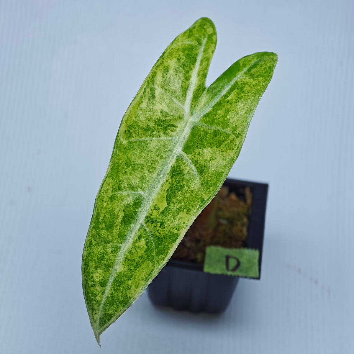 Alocasia longiloba Aurea Variegated