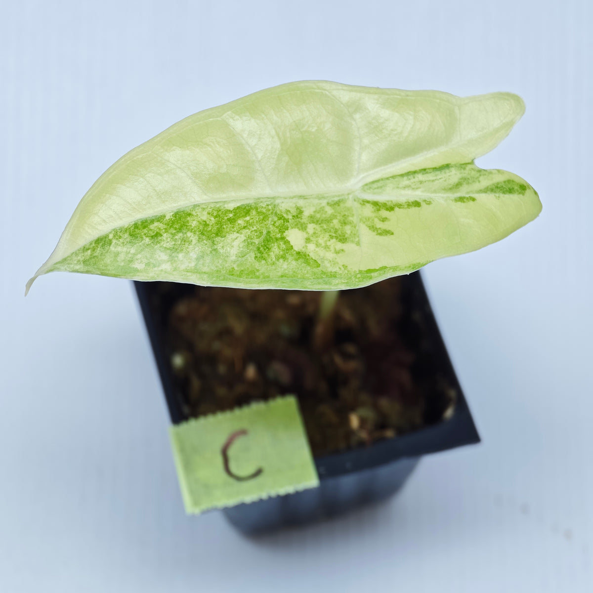 Alocasia longiloba Aurea Variegated
