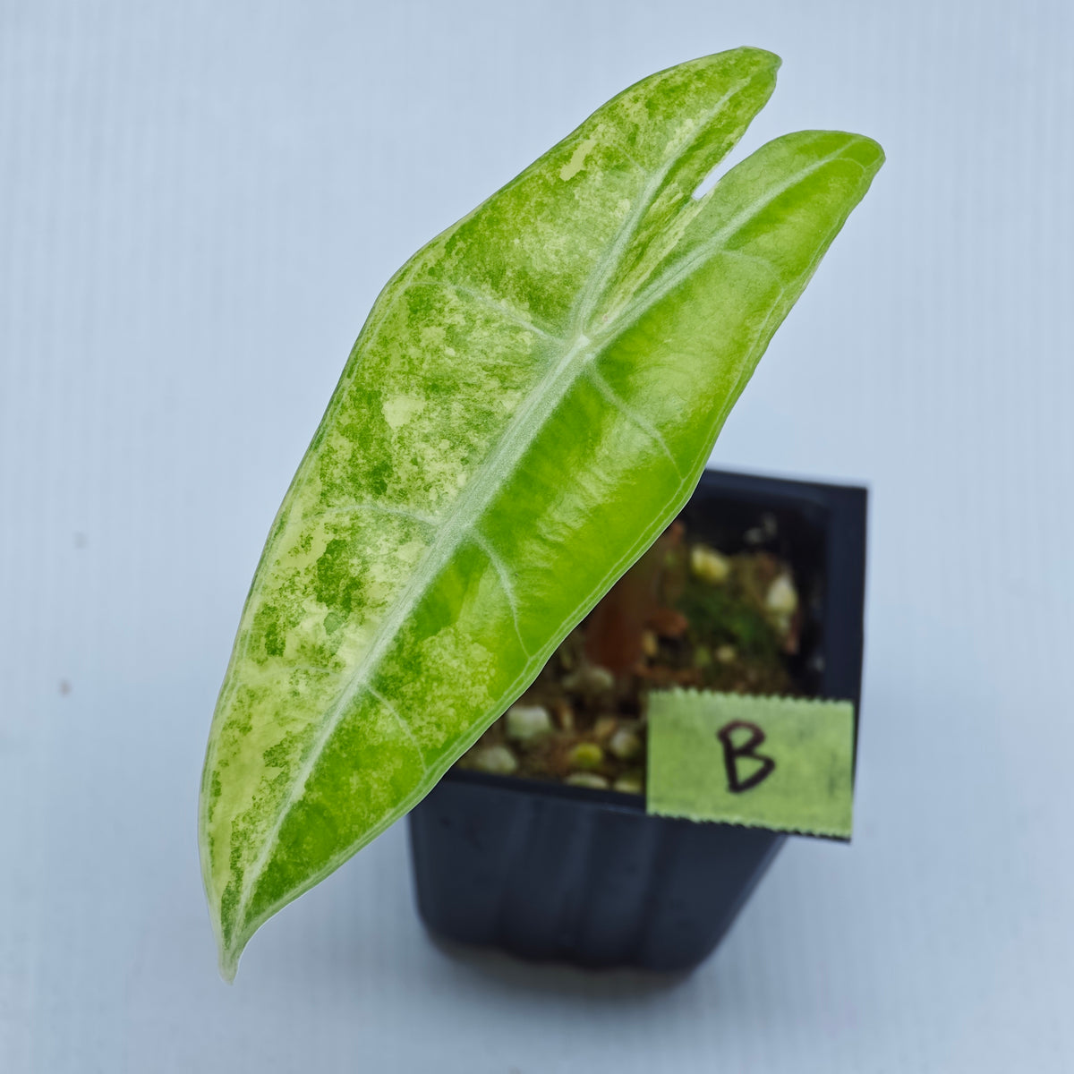 Alocasia longiloba Aurea Variegated