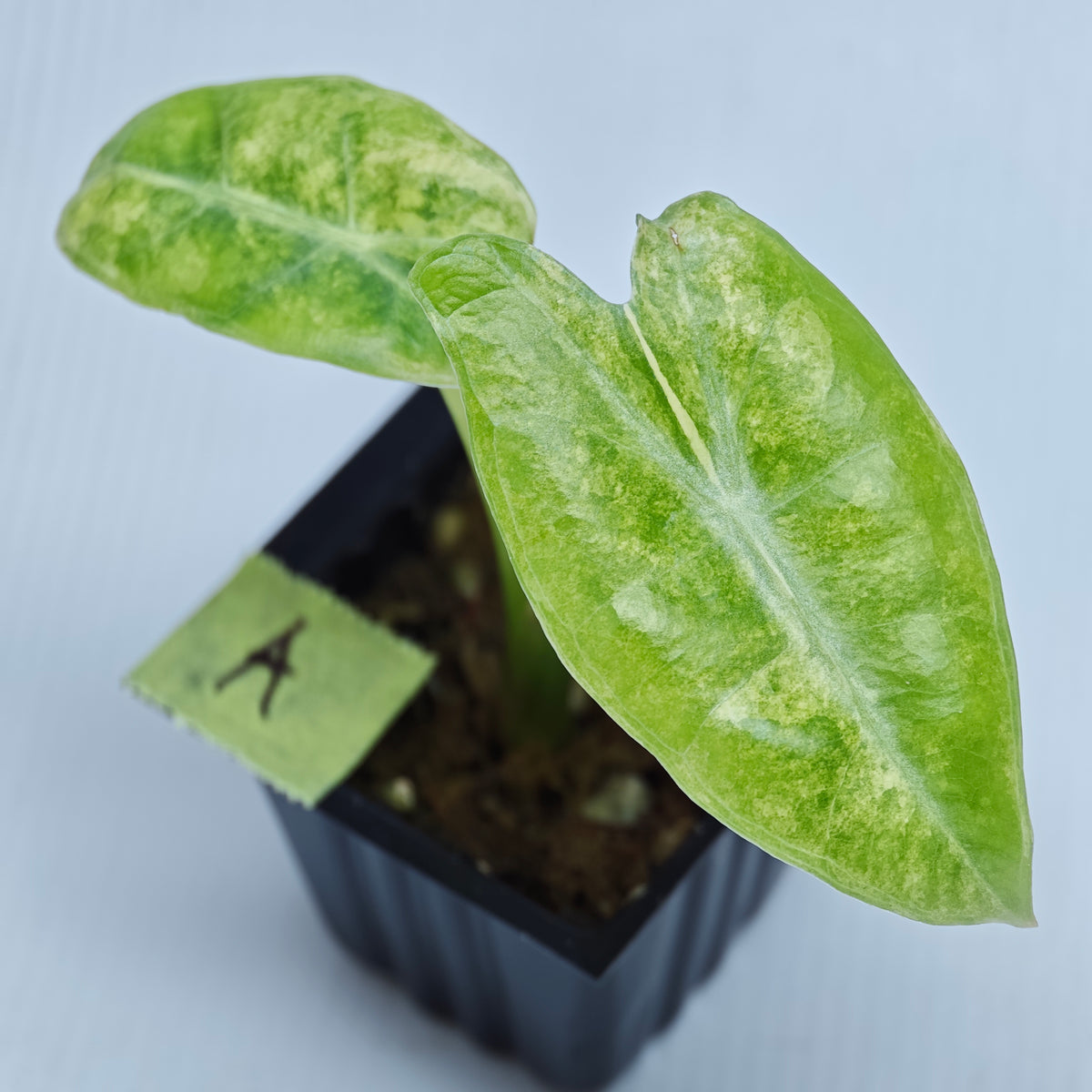 Alocasia longiloba Aurea Variegated