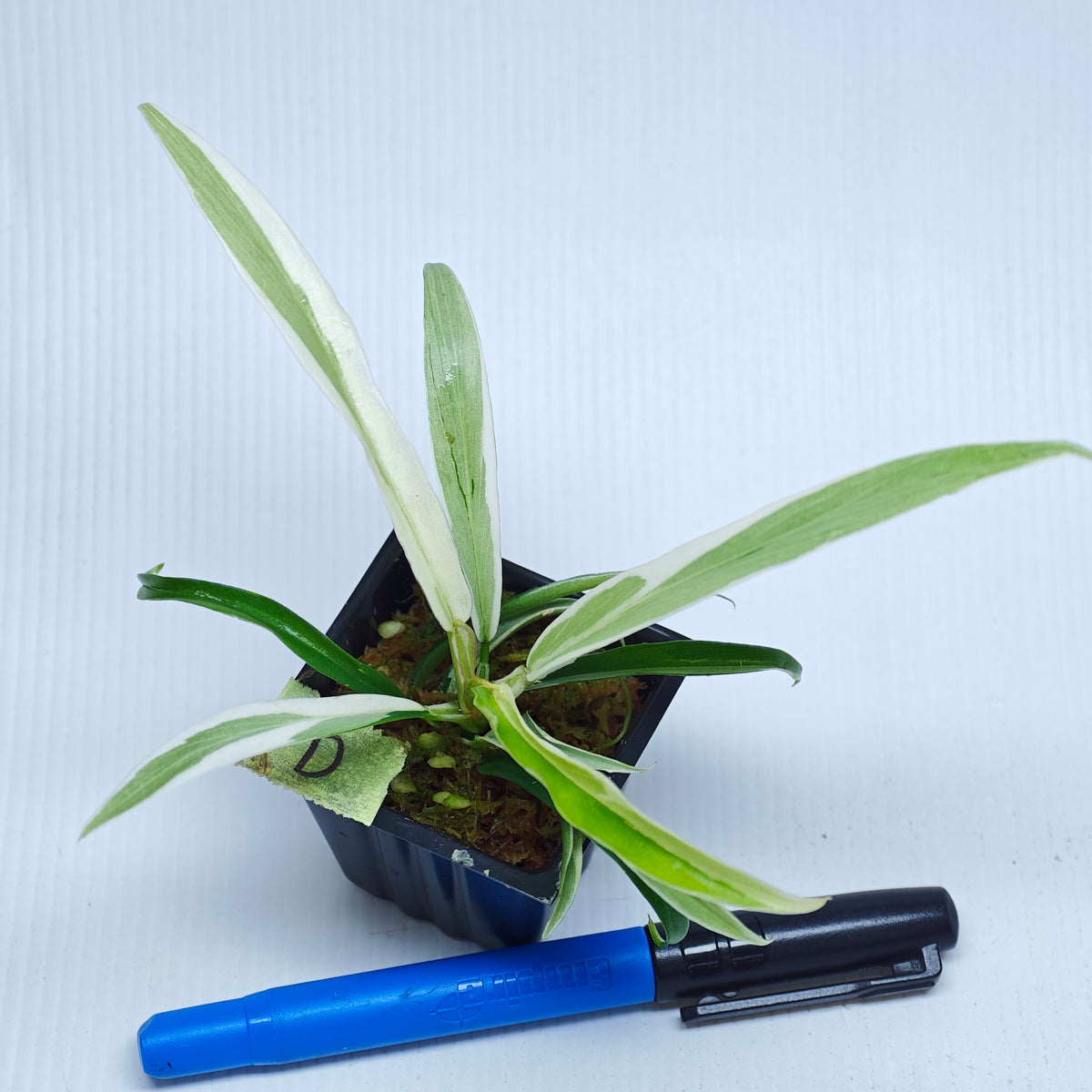 Philodendron tortum Albo Variegated