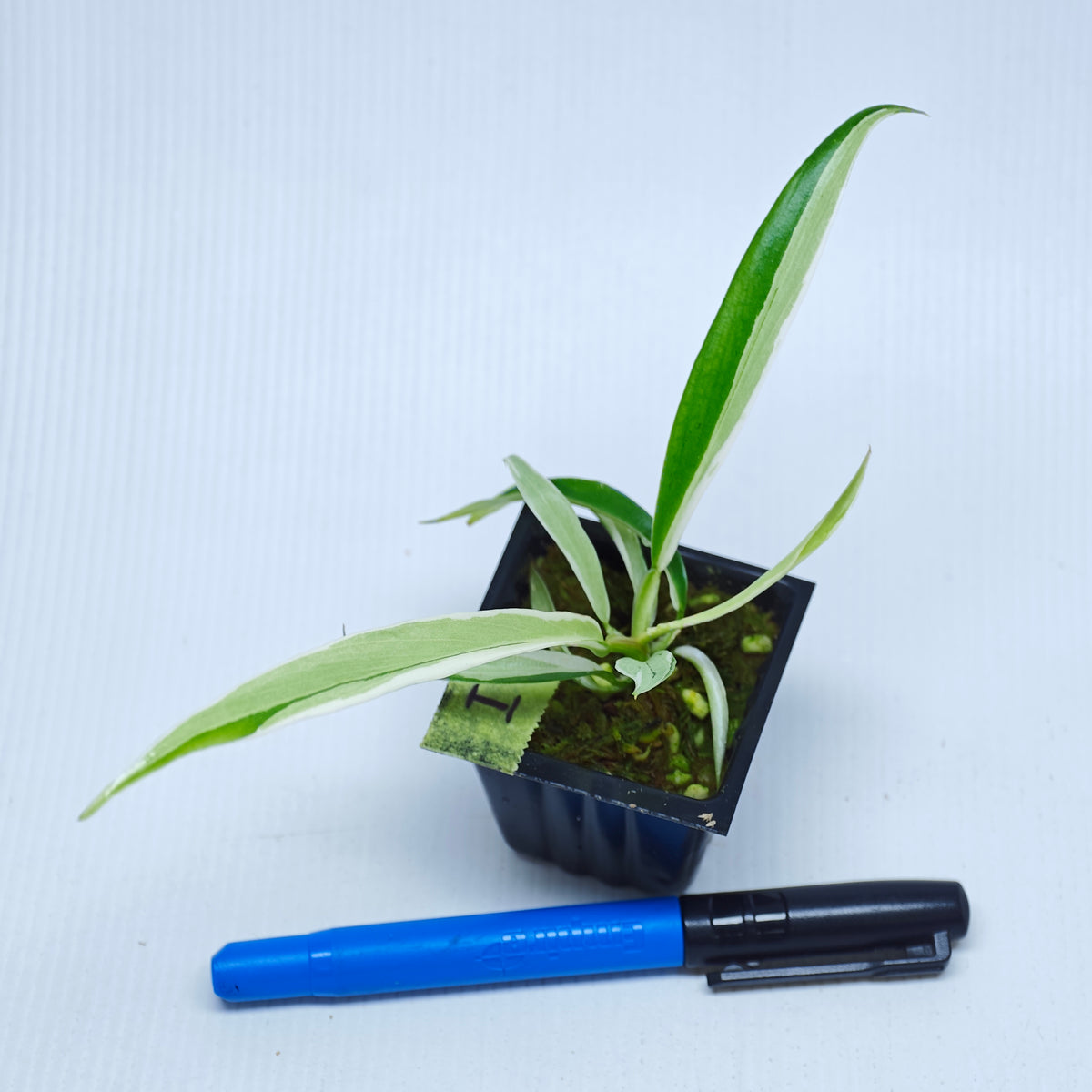 Philodendron tortum Albo Variegated