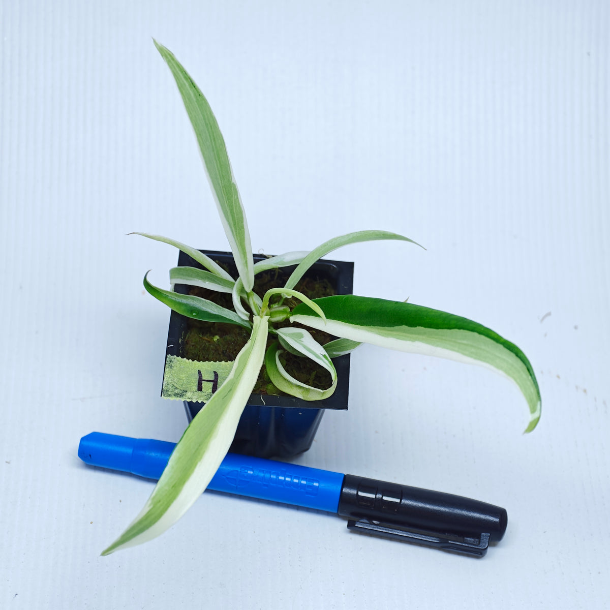 Philodendron tortum Albo Variegated
