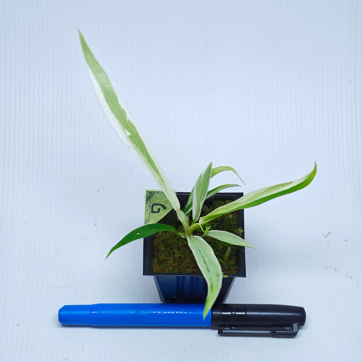 Philodendron tortum Albo Variegated
