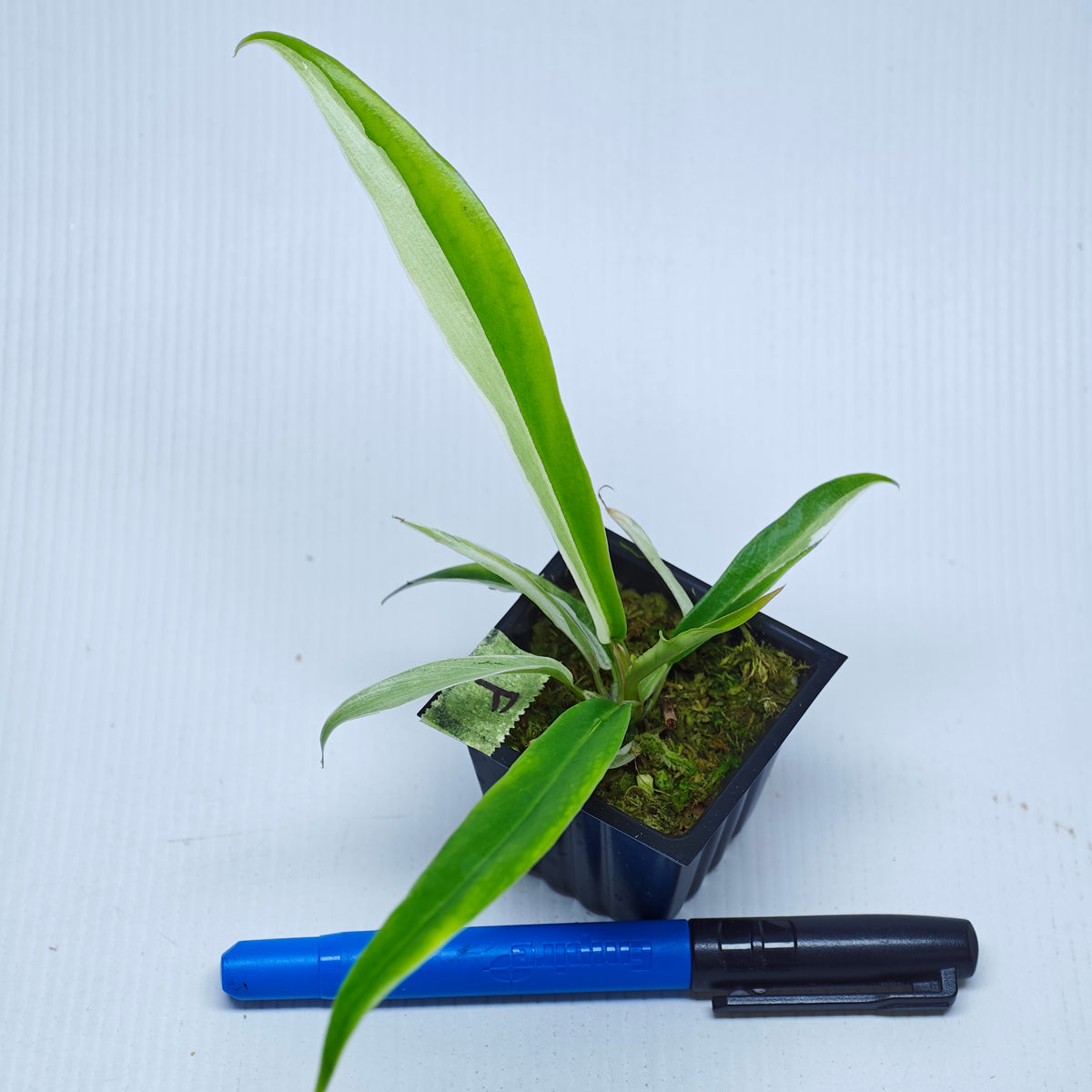 Philodendron tortum Albo Variegated