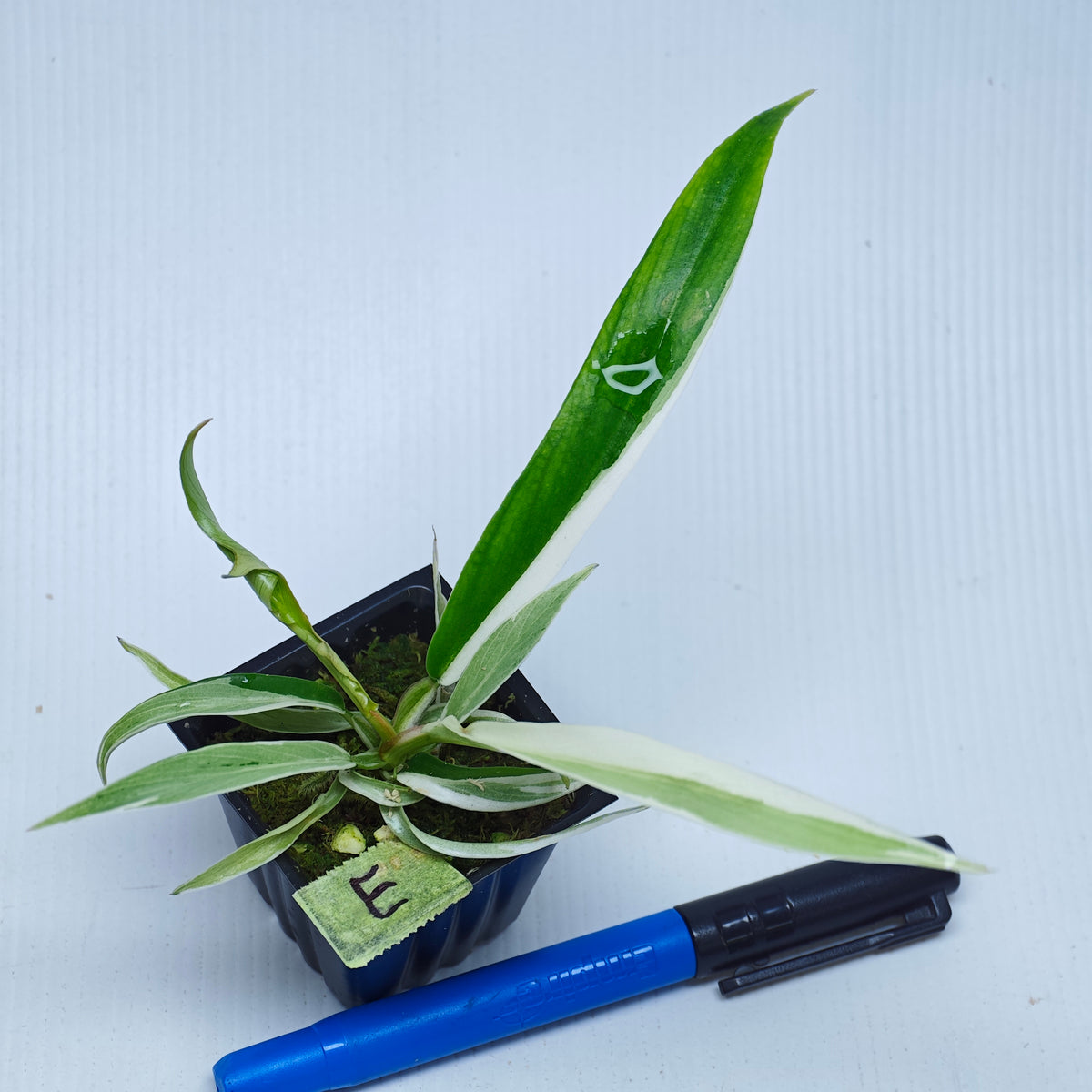 Philodendron tortum Albo Variegated