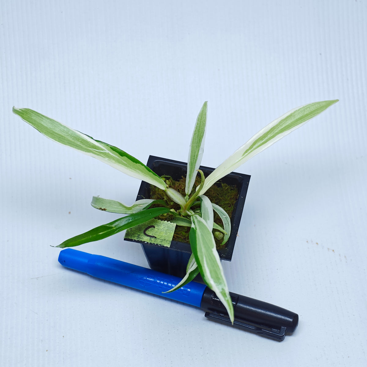 Philodendron tortum Albo Variegated