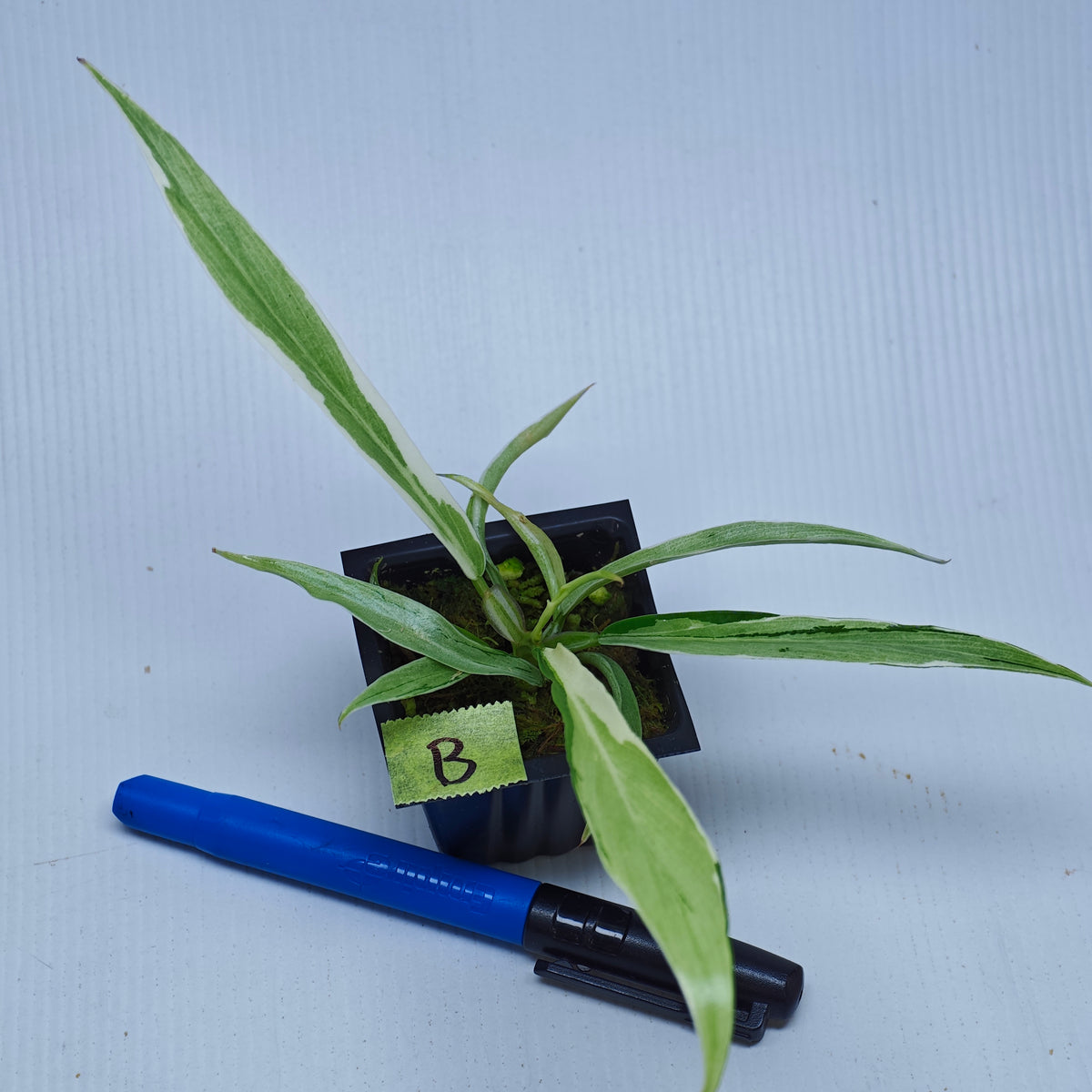 Philodendron tortum Albo Variegated