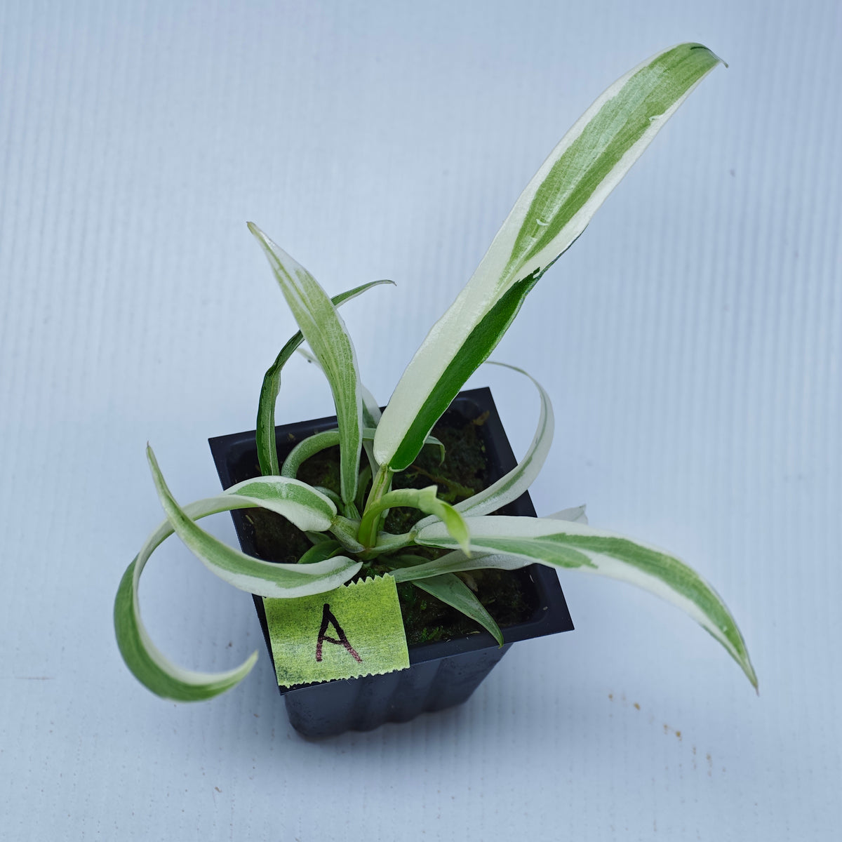 Philodendron tortum Albo Variegated
